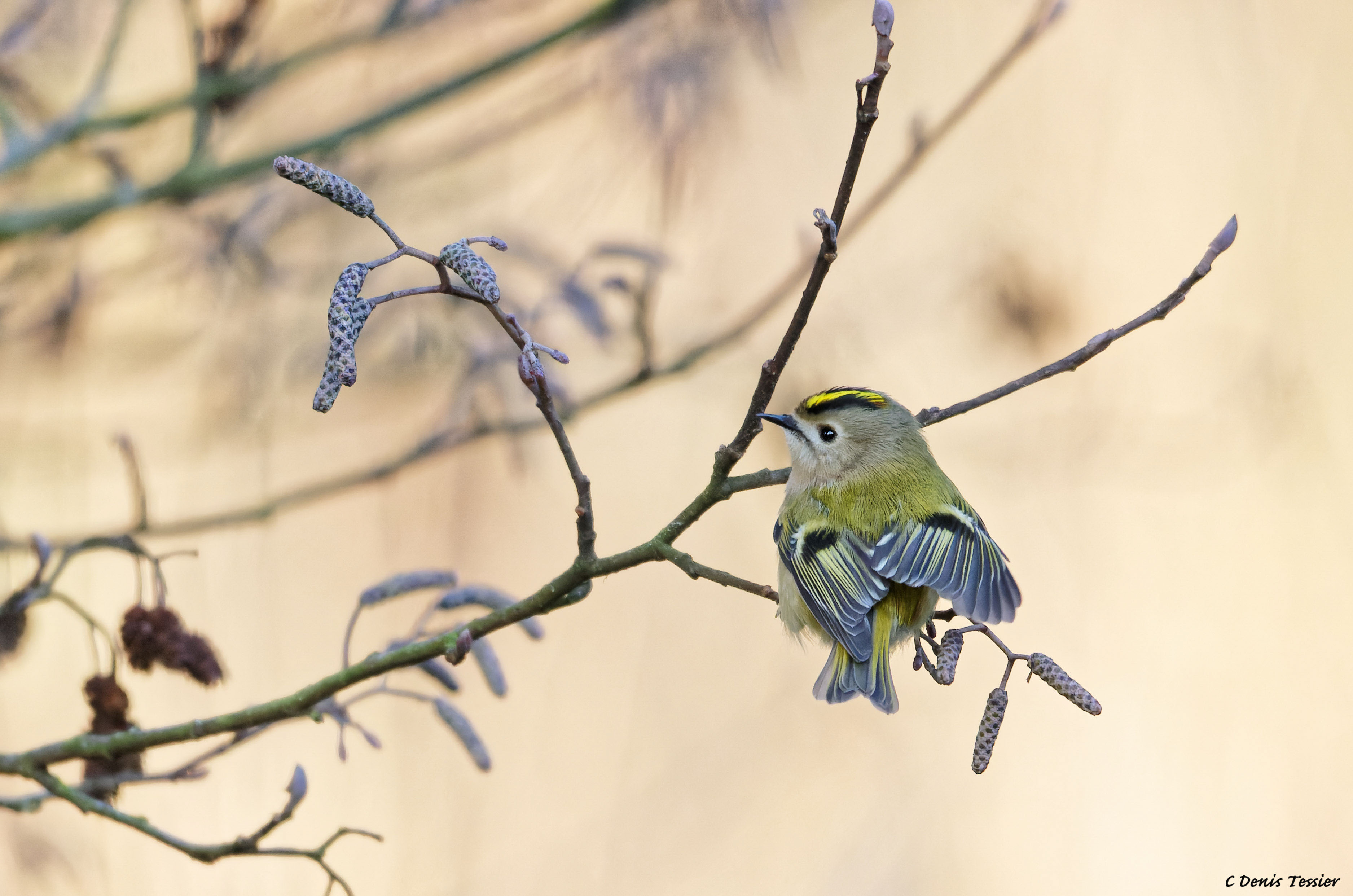 un roitelet huppé, un oiseau parmi la biodiversité de la ferme